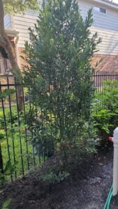 espinozalawnservice.com