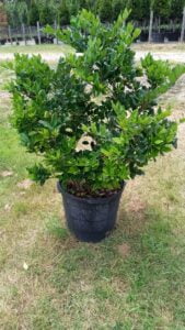 espinozalawnservice.com