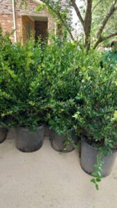 espinozalawnservice.com