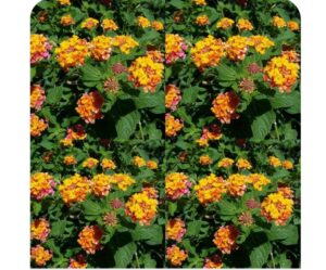 espinozalawnservice.com