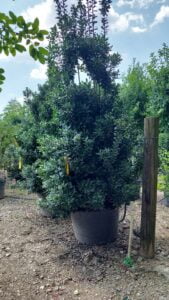 espinozalawnservice.com