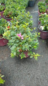 espinozalawnservice.com