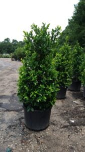 espinozalawnservice.com