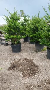 espinozalawnservice.com