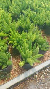 espinozalawnservice.com