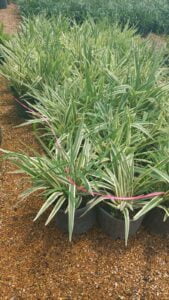 espinozalawnservice.com