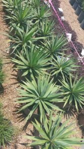 espinozalawnservice.com