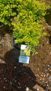 espinozalawnservice.com