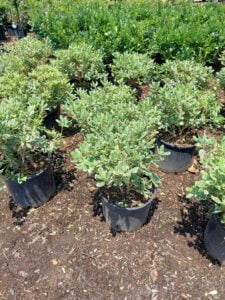 espinozalawnservice.com