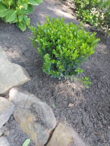 espinozalawnservice.com