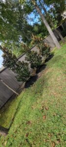 espinozalawnservice.com