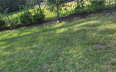 Espinoza’s Lawn Service espinozalawnservice.com
